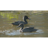 Freckled Ducks